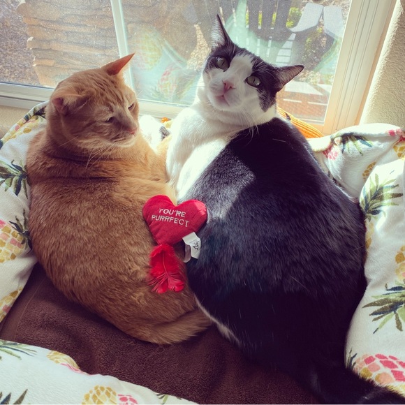 Meet your Posher, Gina Nicolette - Picture 2 of 3